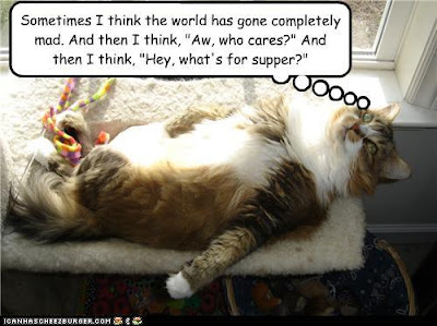 Social Commentary in LOLcat - Sometimes I think the world has gone completely mad... whats for dinner?
