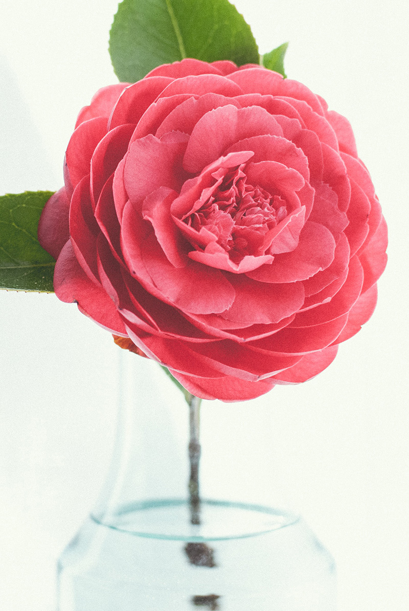 صور خلفيات ورد احمر جميله للموبايل