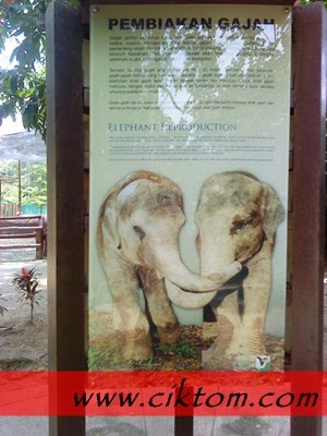 Cara pembiakan gajah