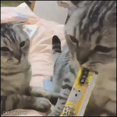 Funny Cat GIF • Possessive cat does not want to share liquid snack. ”Not for you, Bro, you're on a diet!” Funny Cat GIF • Possessive cat does not want to share liquid snack. ”Not for you, Bro, you're on a diet!”