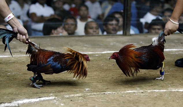 Panduan Live Streaming Sabung Ayam Online Terpercaya Se-Indonesia