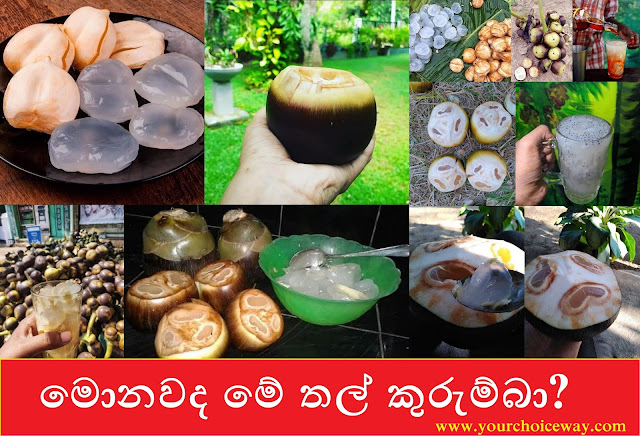 මොනවද මේ තල් කුරුම්බා? 🧆🧉🧉🧉 (Thal Kurumba[Palm Coconut])