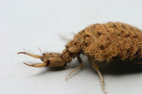 One species a day: Antlion