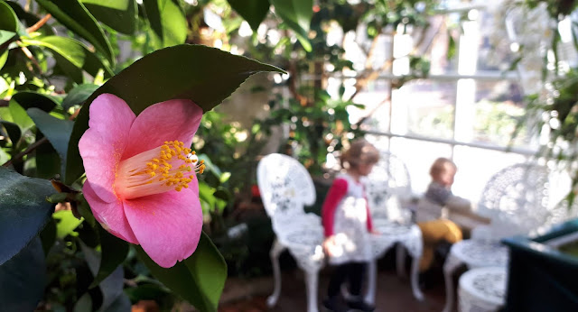 Kasvitieteellinen puutarha, Kaisaniemi, Helsinki, loman tuntua, halpa loma, lasten kanssa, kasvihuone, vaaleanpunainen kukka
