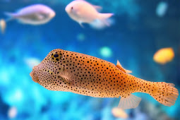 sea fish - deepseafishingokinawa: Sea fish