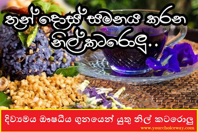 දිව්‍යමය ඖෂධීය ගුනයෙන් යුතු නිල් කටරොලු (Nil Katarolu) - Your Choice Way