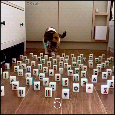 Amazing Cat GIF • Funny Quarantine challenges • Obstacle Challenge No. 5 - Cats are so clever and graceful. “What did you expect human?” Amazing Cat GIF • Funny Quarantine challenges • Obstacle Challenge No. 5 - Cats are so clever and graceful. “What did you expect human?”