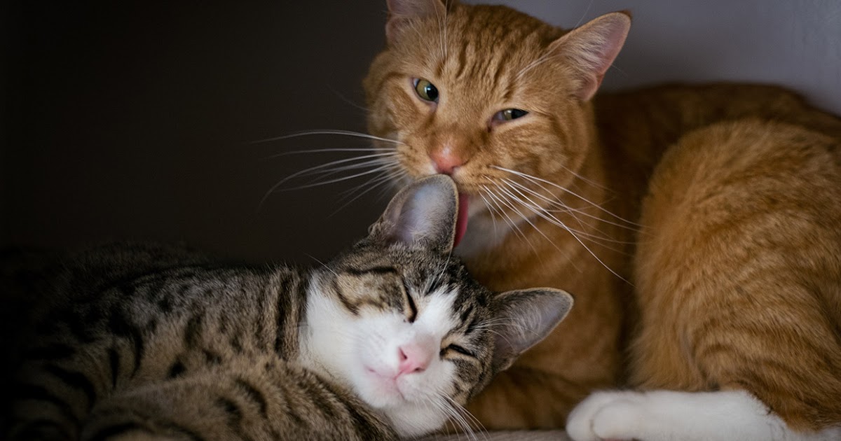 Explained Cat Mating And Reproduction Rura Pets