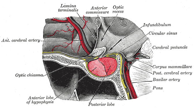حقائق عن الغده النخاميه pituitary gland حقائق عن الغده النخاميه pituitary gland