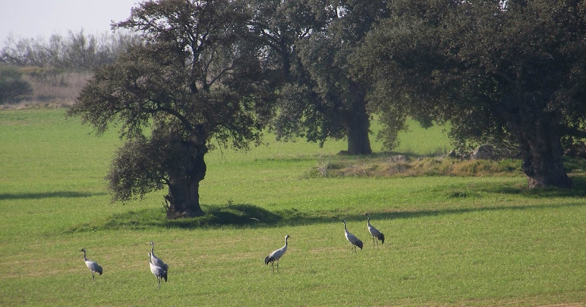 Foto de Sendero del Área Recreativa La Colada en Pozoblanco, Córdoba