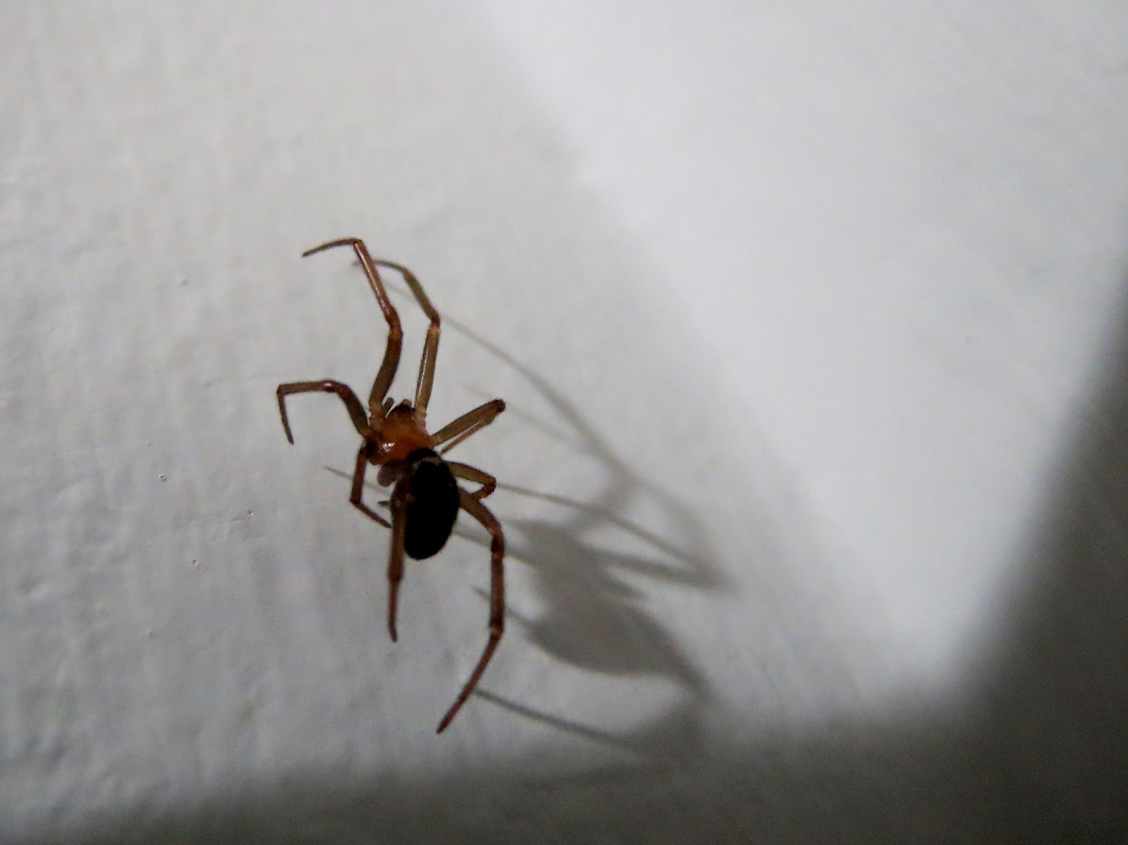 ¡ Hola animal !: Vivir y dejar vivir: Cómo sacar las arañas de tu casa