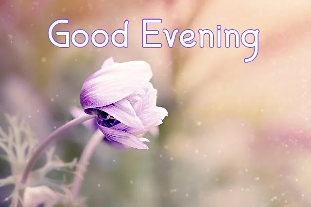 Good Evening Flowers HD Images Collection Download