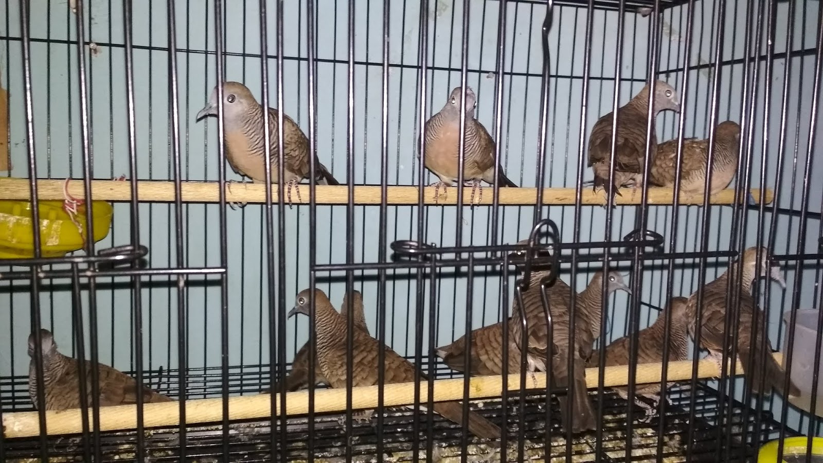 Tips Merawat Perkutut Ombyokan Jaringan Alam Yang Baru Dibeli Agar Tidak Mati Burung Bapak Cara memilih perkutut ombyokan yang rajin bunyi kualitas terbaik dengan metode yang mudah diterapkan perkutut lokal gacor perkutut lokal jantan perkutut. tips merawat perkutut ombyokan jaringan