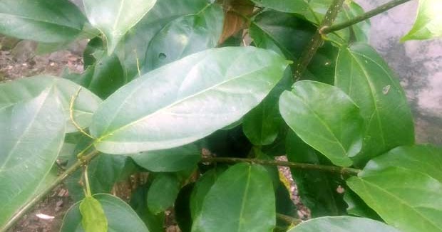 Manfaat Cincau Hitam Dan Cincau Hijau Obat Mual Hingga Anti Kanker Manfaat Cincau Hitam Dan Cincau Hijau Obat Mual Hingga Anti Kanker