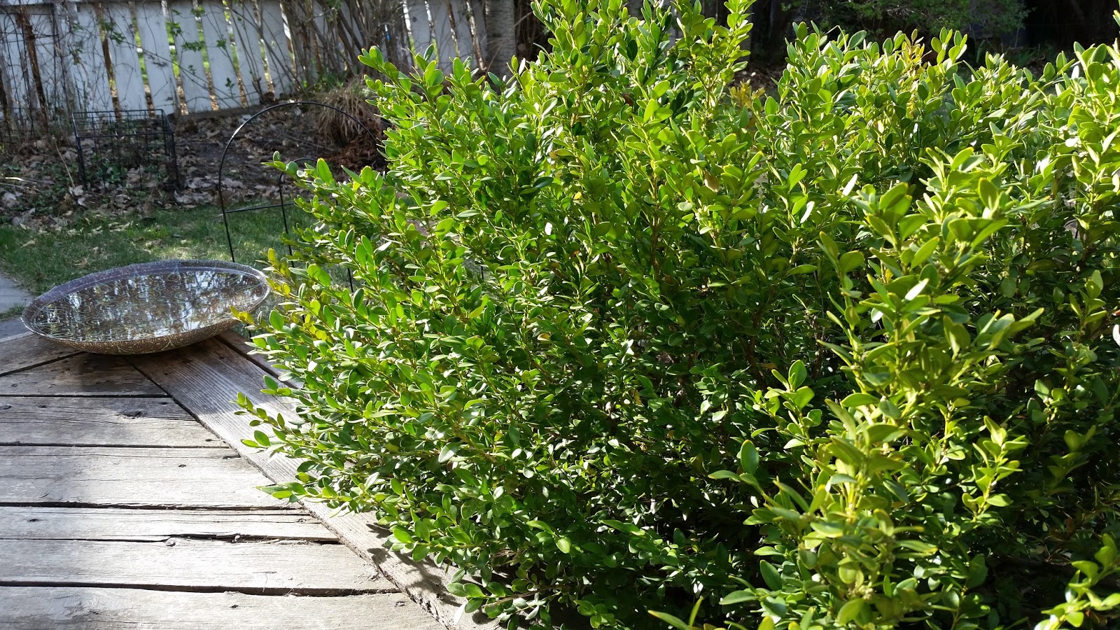 Renaissance Men The Best Ornamental Shrubs For Calgary