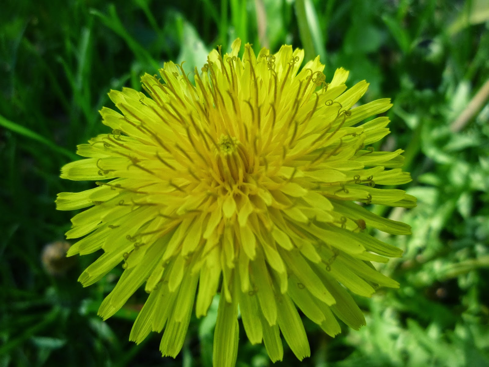 Vermont Backyard Flowers Yellow Rose of Vermont favorite of every