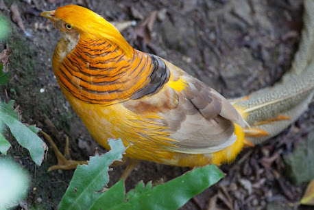 Yellow pheasant
