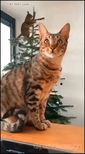 Crazy Cat GIF • Spider cat climbing on top of Xmas tree. OMG, this is going to end in disaster! Crazy Cat GIF • Spider cat climbing on top of Xmas tree. OMG, this is going to end in disaster!