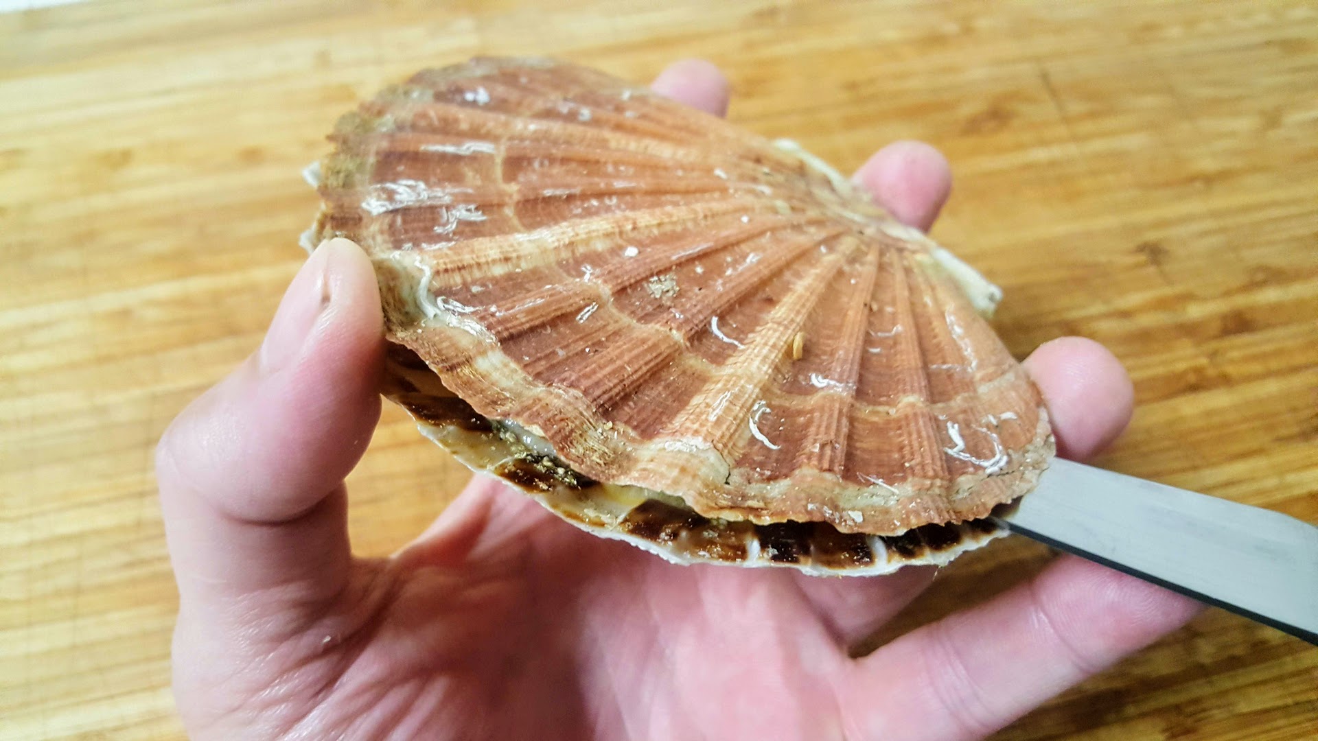 Ouvrir des coquilles SaintJacques