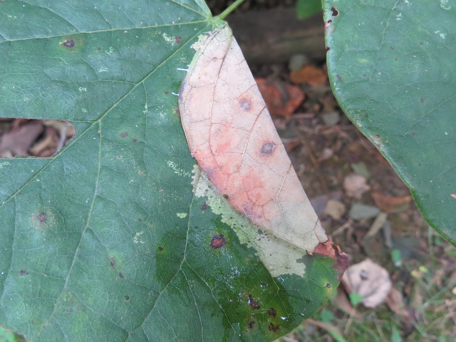 Blue Jay Barrens What S Eating The Redbuds