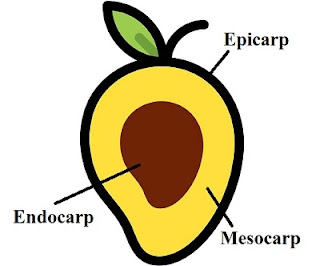 Plant-Morphology-in-hindi