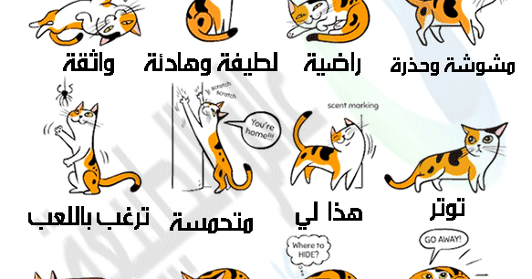 سلوكيات القطط ومعانيها