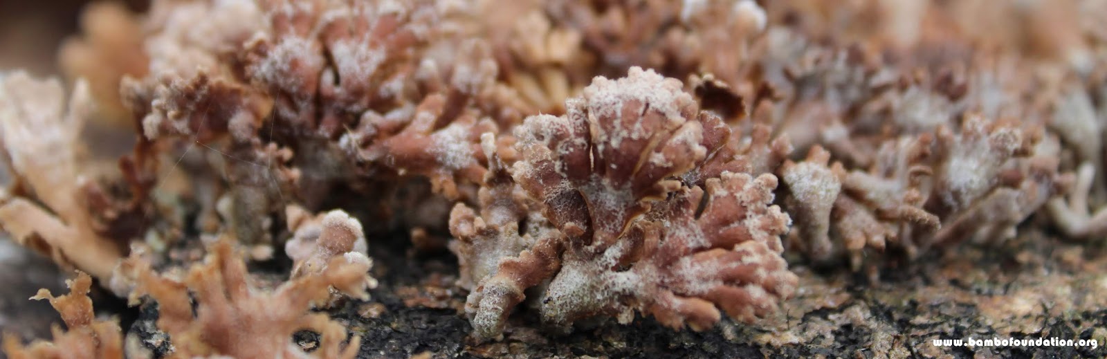 Koral itu mirip jamur yang sesungguhnya