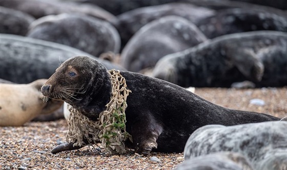 كلاب البحر في خطر كلاب البحر في خطر