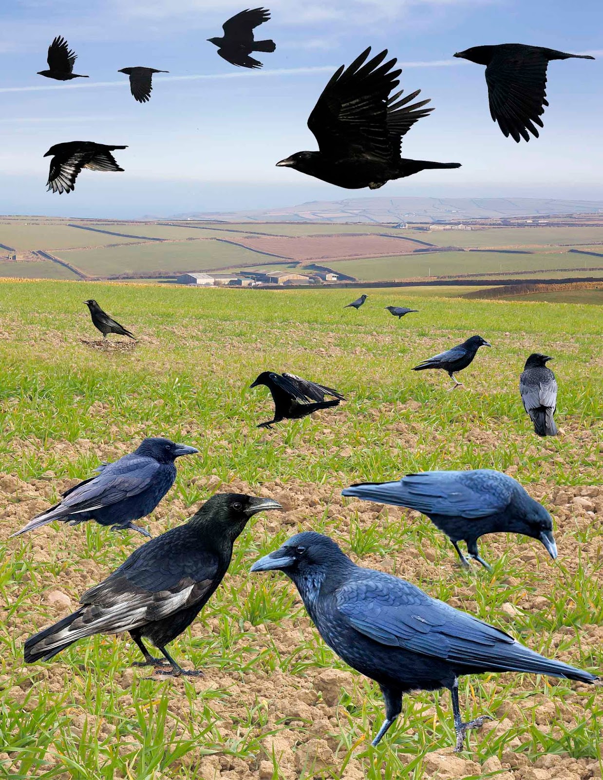 CARRION CARRION
