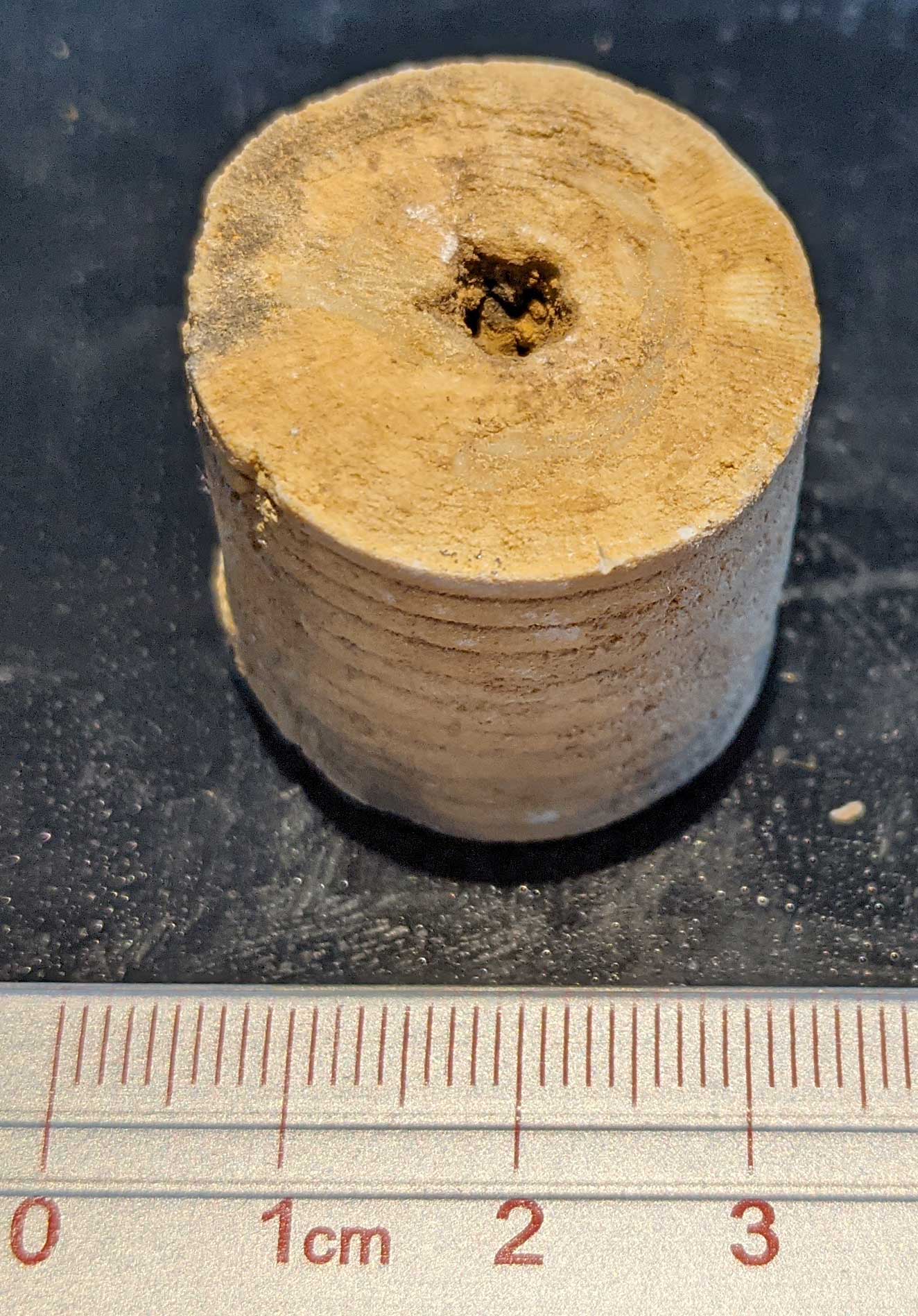 Louisville Fossils and Beyond Crinoid Fossil Column Section