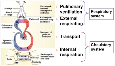 respiration