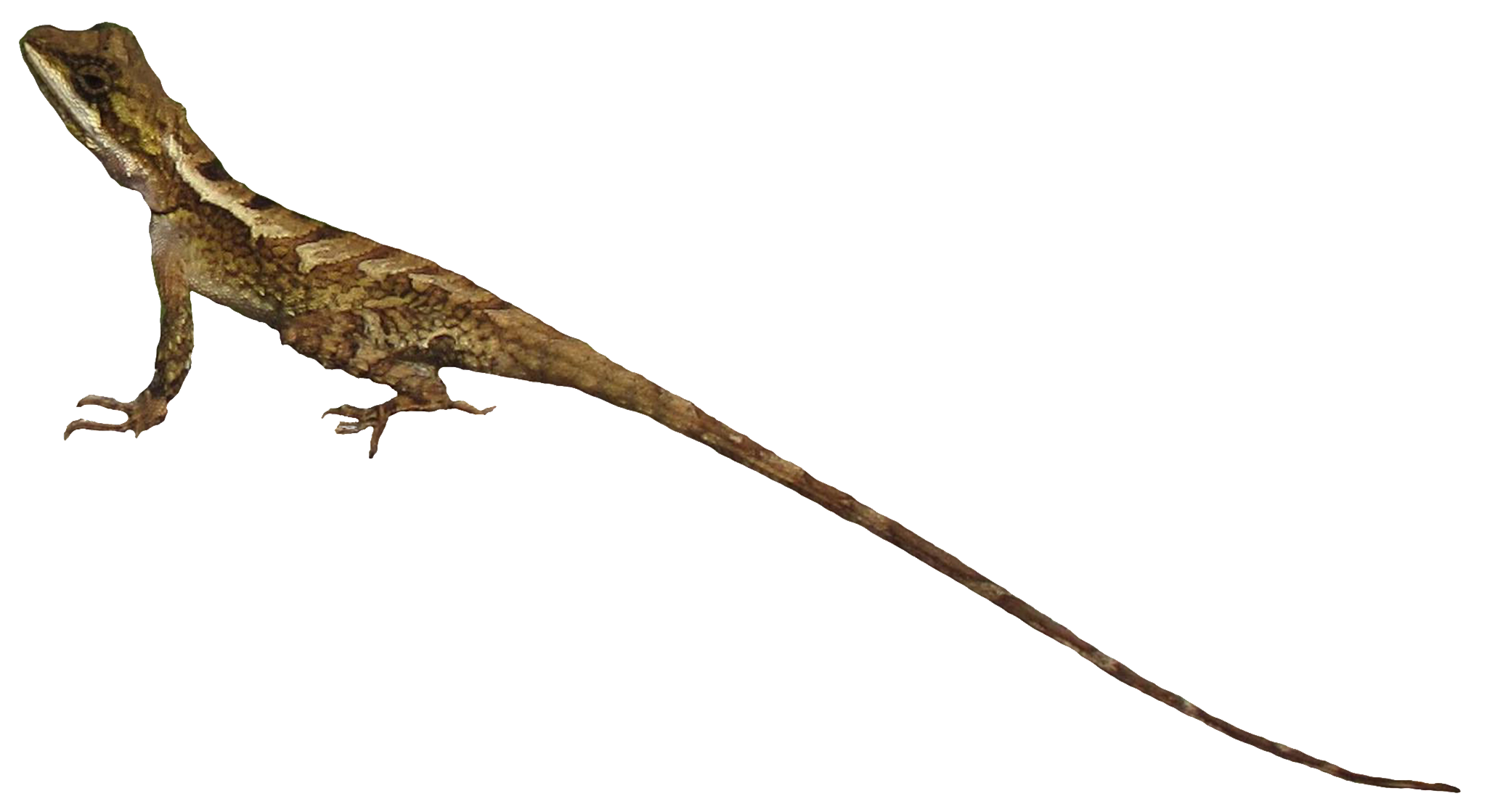 A Bhutanese Herpetographer: A Guide to the Reptiles of Bhutan