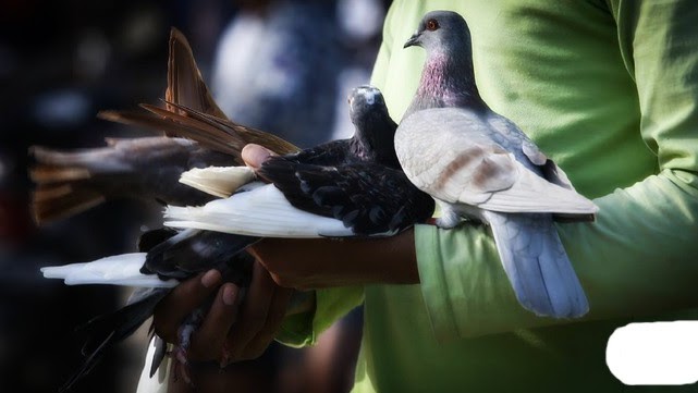 Tafsiran Mimpi Burung Merpati Lengkap
