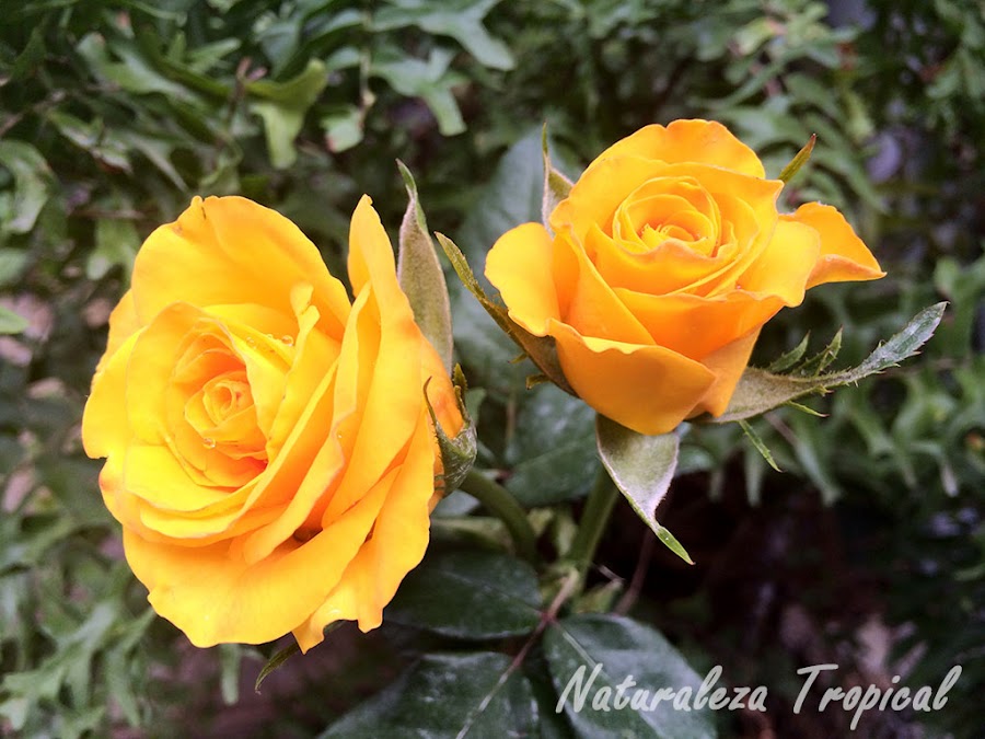 Pareja de rosas amarillas