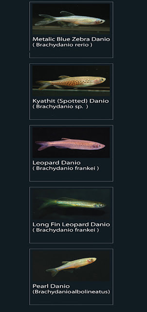 11. Long fin leopard danio Nama latin Brachydanio frankei  12. Pearl danio  Nama latin Brachydanio albolineatus8. Metallic blue zebra danio  Nama latin Brachydanio rerio  9. Kyathit spotted danio  Nama latin Brachydanio sp  10. Leopard danio  Nama latin Brachydanio frankei     