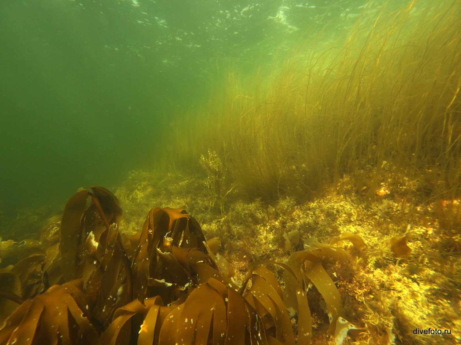Как выглядит морская капуста в море
