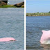 Un dauphin rose en voie d’extinction donne naissance à un bébé dauphin rose