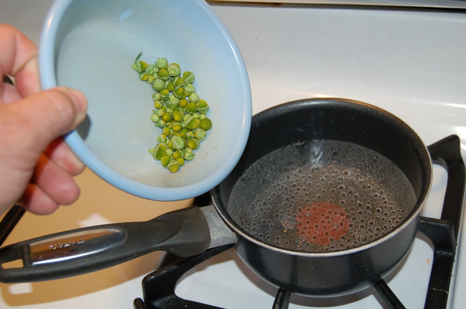 Our Little Backyard Farm Pineapple Weed Tea Herbal Tea Wild edibles