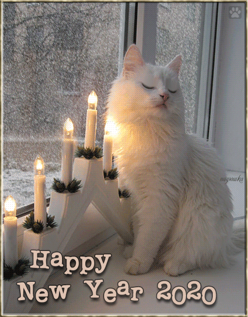 Cat GIF • Happy New Year 💋 2020 to all Cat 💖 lovers and their Cats 🐈 and Kitties 😺 all over the World (8 of 10) Cat GIF • Happy New Year 💋 2020 to all Cat 💖 lovers and their Cats 🐈 and Kitties 😺 all over the World (8 of 10)