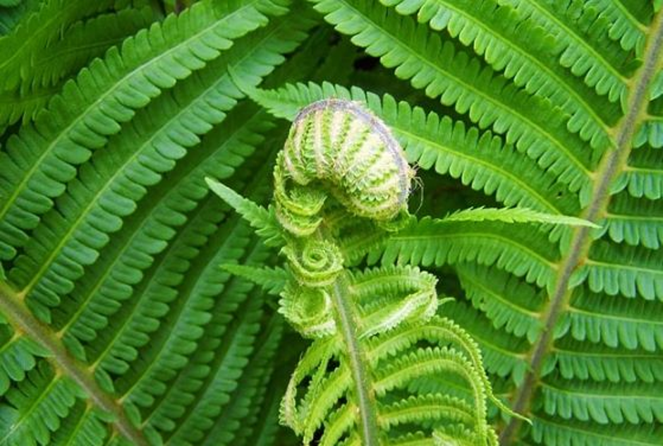 Tumbuhan paku memiliki daun muda yang menggulung yang disebut