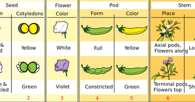 Pengertian dan Contoh Soal Persilangan Monohibrid Serta Dihibrid
