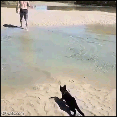 Amazing%2BCat%2BGIF%2B%25E2%2580%25A2%2BCute%2Bblack%2Bkitty%2Bfollowing%2Bhis%2Bhuman%2Bat%2Bbeach%2Bswimming%2Blike%2Ba%2Bboss%2B%255Bok-cats.com%255D.gif