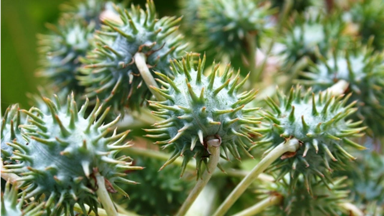 AGRICULTURA NO BRASIL Curiosidades sobre a Mamona