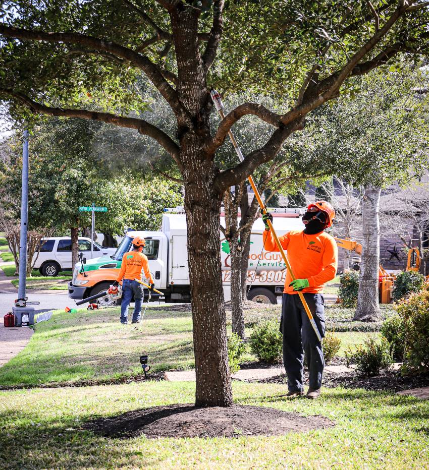 BEST QUALITY TREE CARE TIPS YOU WILL READ THIS YEAR