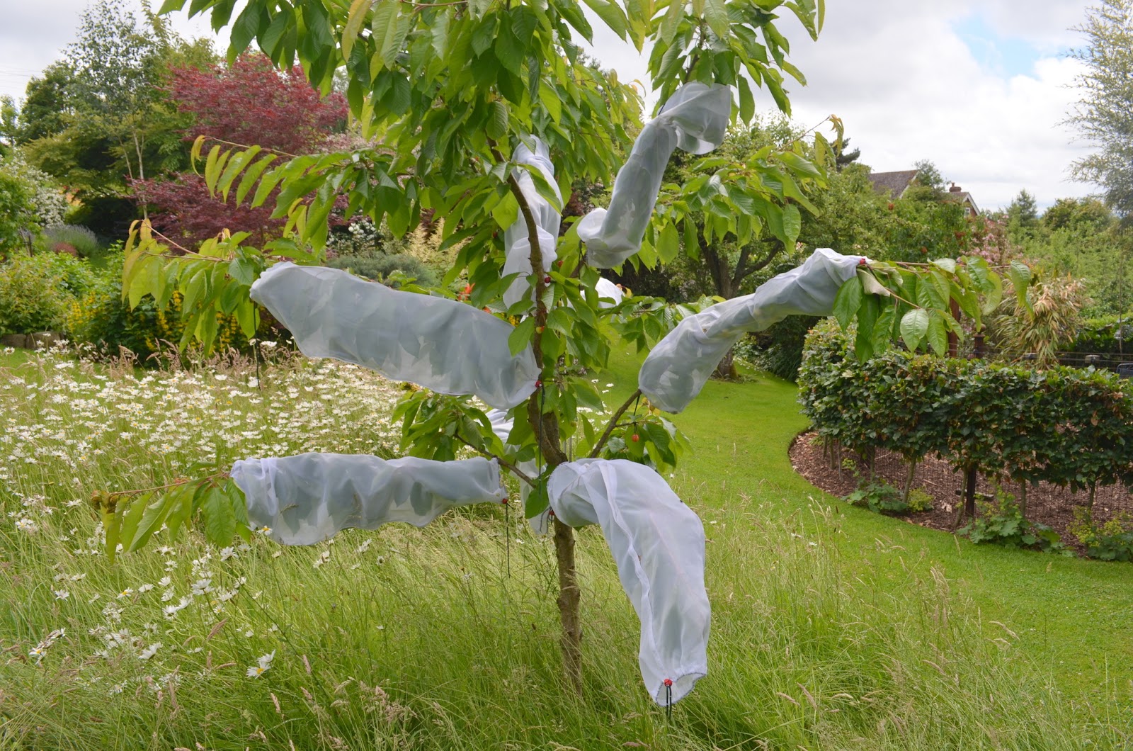 Pear Tree Cottage Garden: Practical Cherry Protection