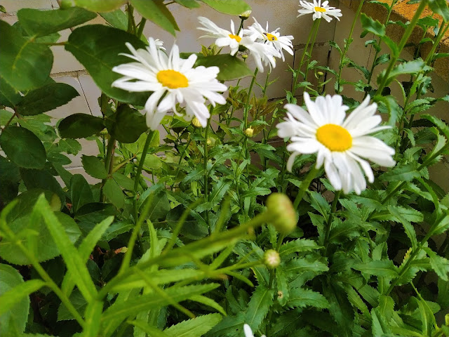 Margarita mayor (Leucanthemum vulgare Lam. o Chrysanthemum leucanthemum L.).