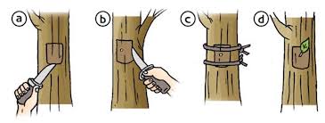 MAKALAH PERKEMBANGBIAKAN MAKHLUK HIDUP