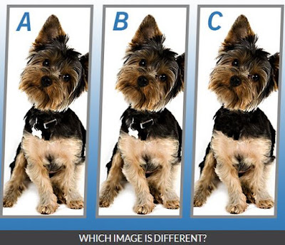 Quiz Diva Spot the Different Dog Quiz Image13
