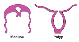 Welcome to the Living World: Animal Kingdom - Notes | Class 11 | Part 2