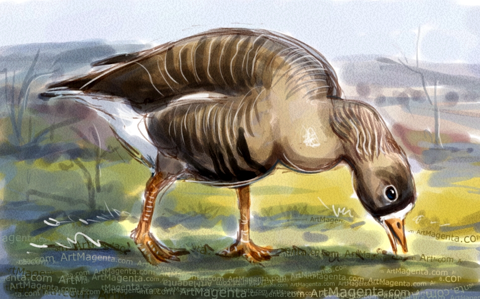 Lesser white-fronted goose sketch painting. Bird art drawing by illustrator Artmagenta